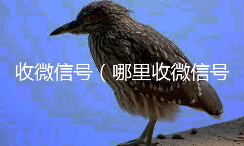 收微信号24小时高价回收vx（哪里收微信号）
